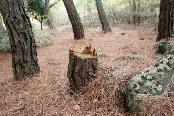 Trusted Buckley, WA Tree Care Experts